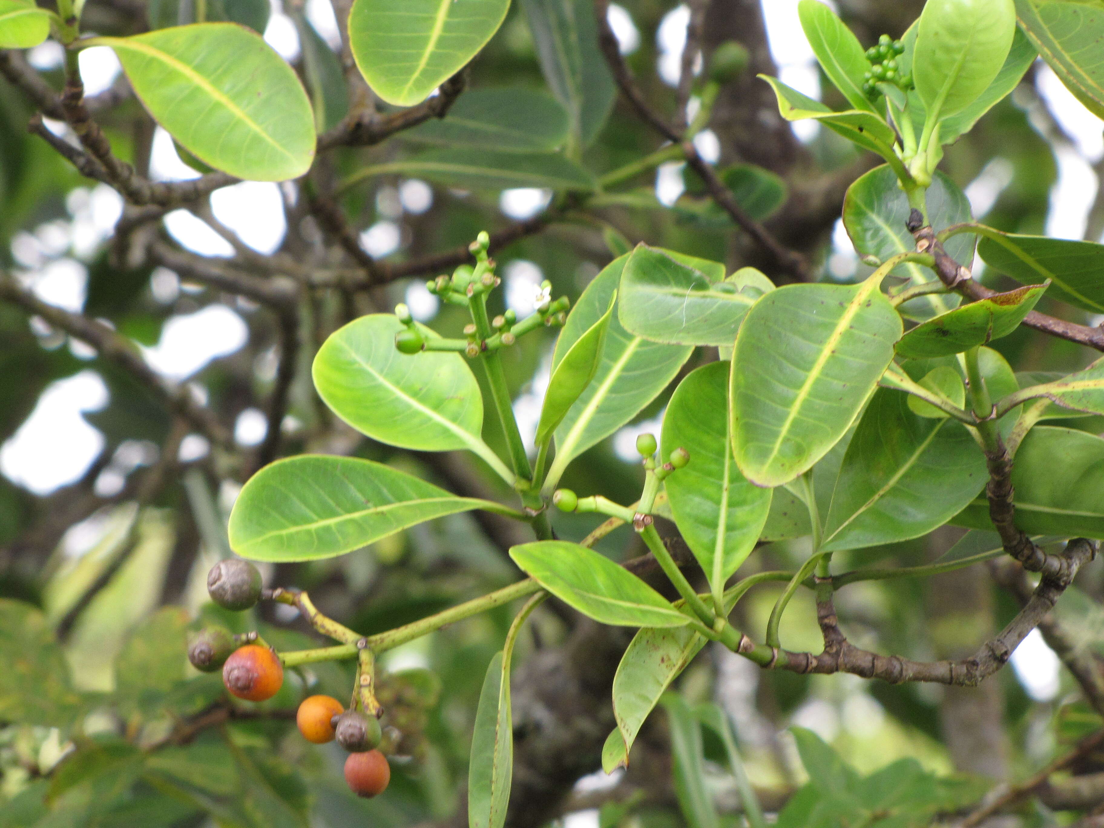 Image of forest wild coffee