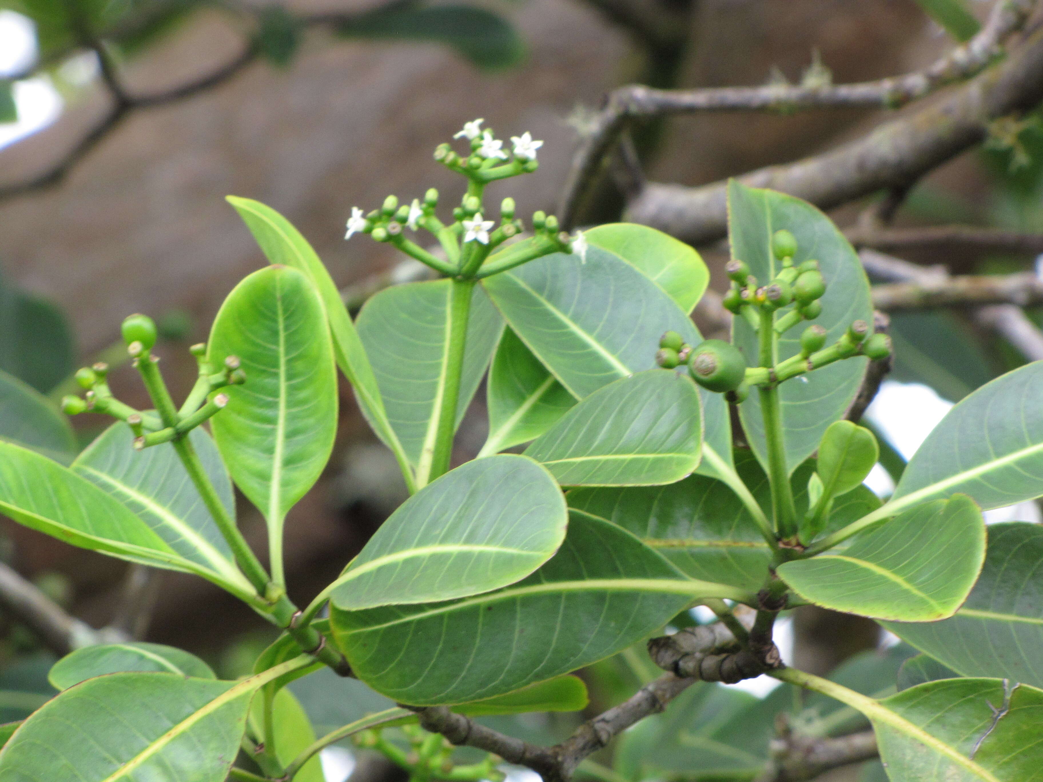 Image of forest wild coffee