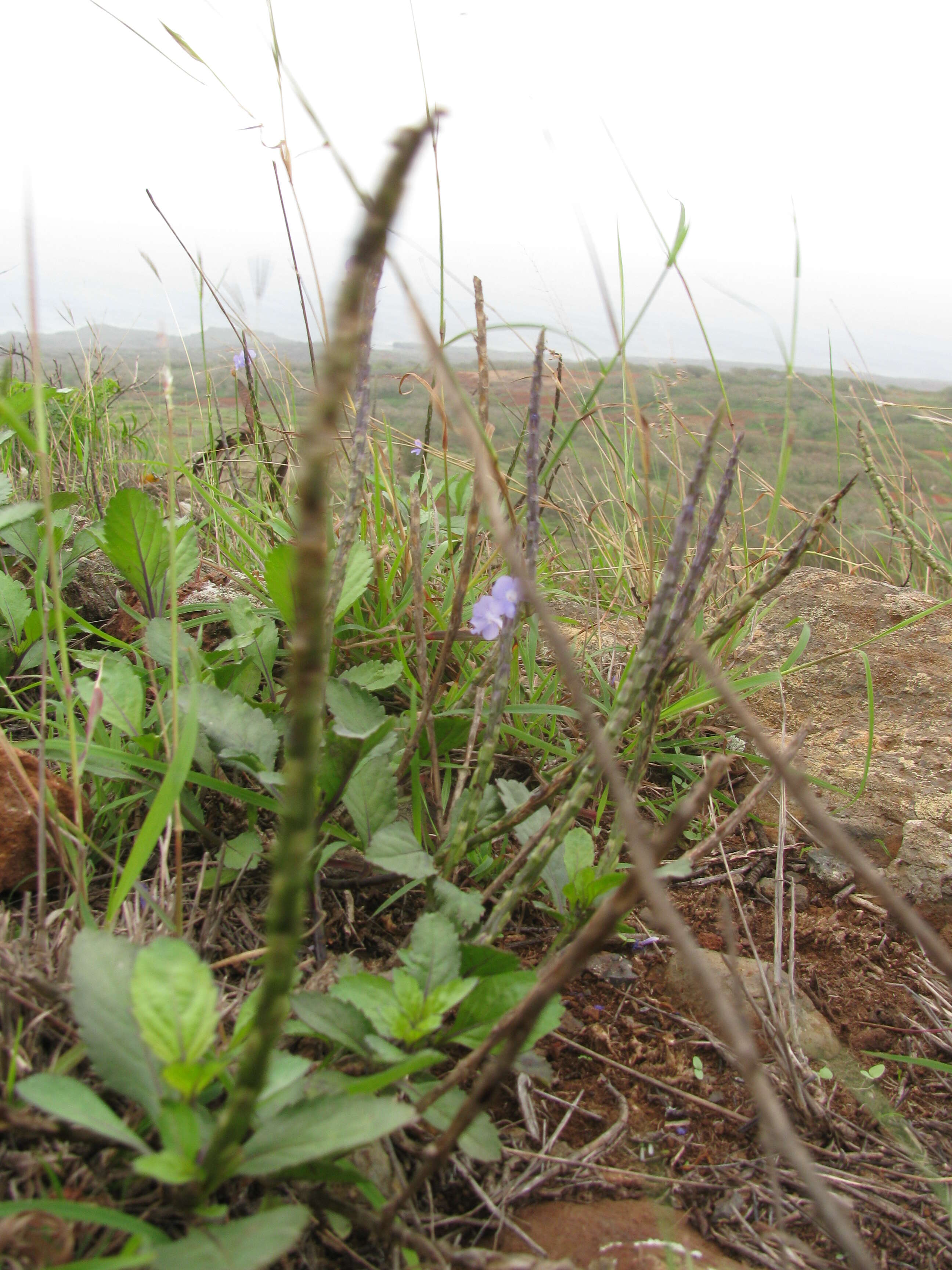 Image of light-blue snakeweed