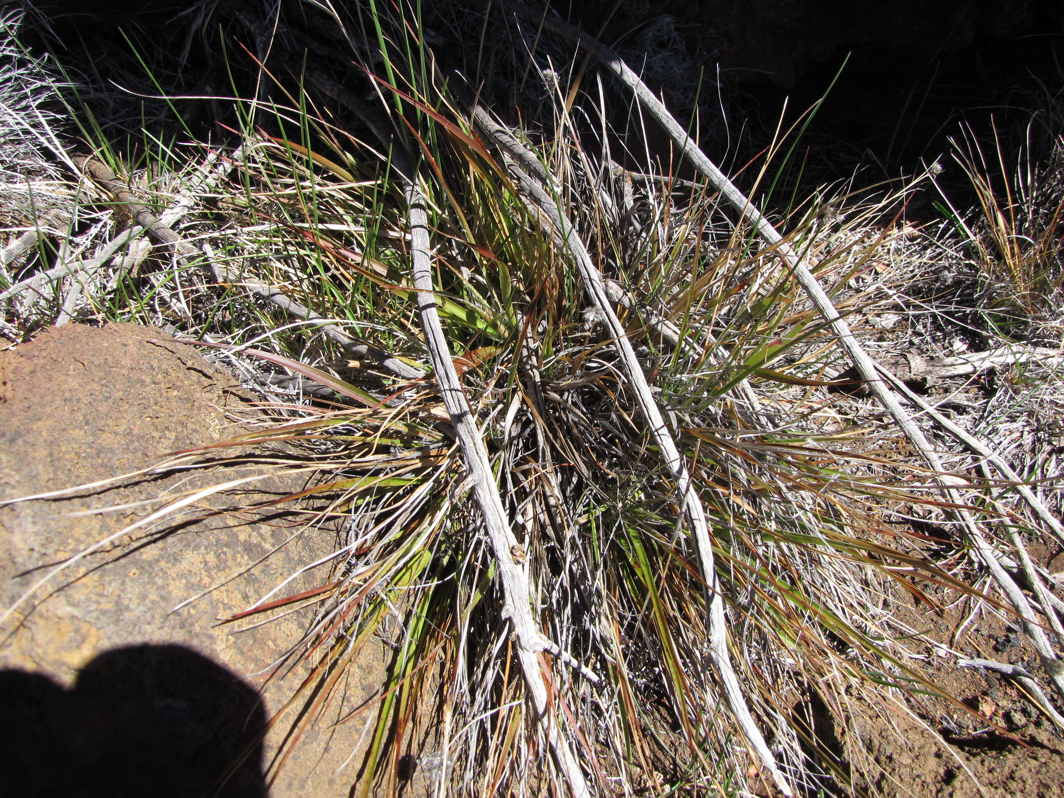 Image of Hawai'i woodrush