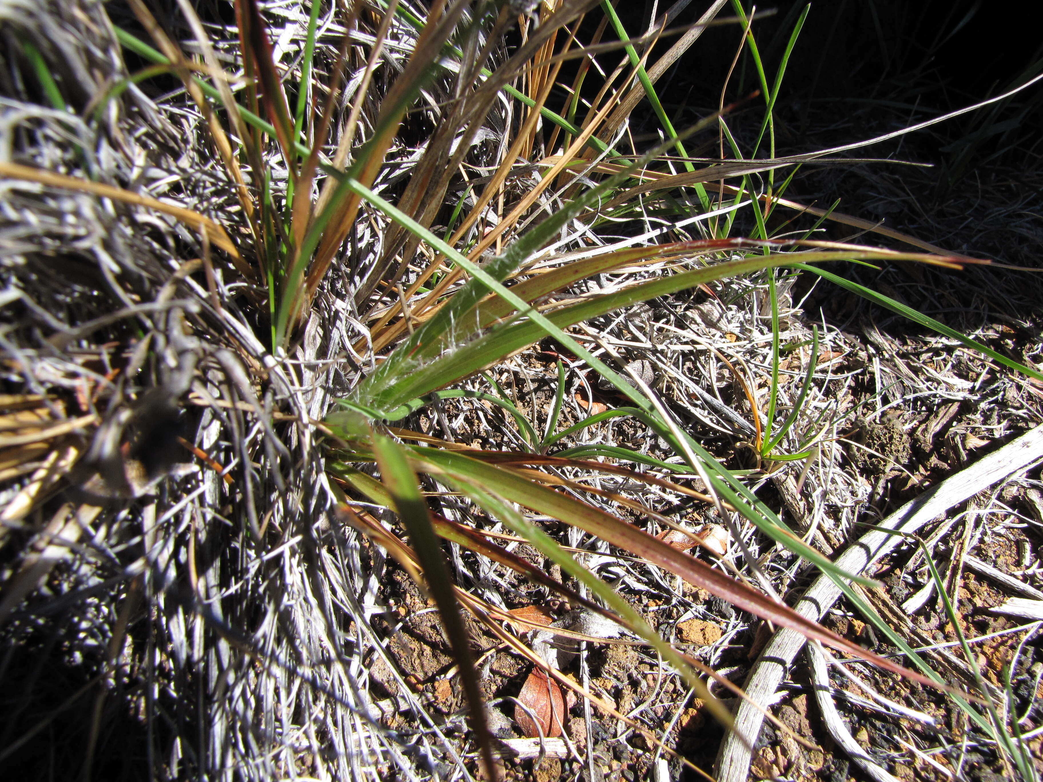 Image of Hawai'i woodrush