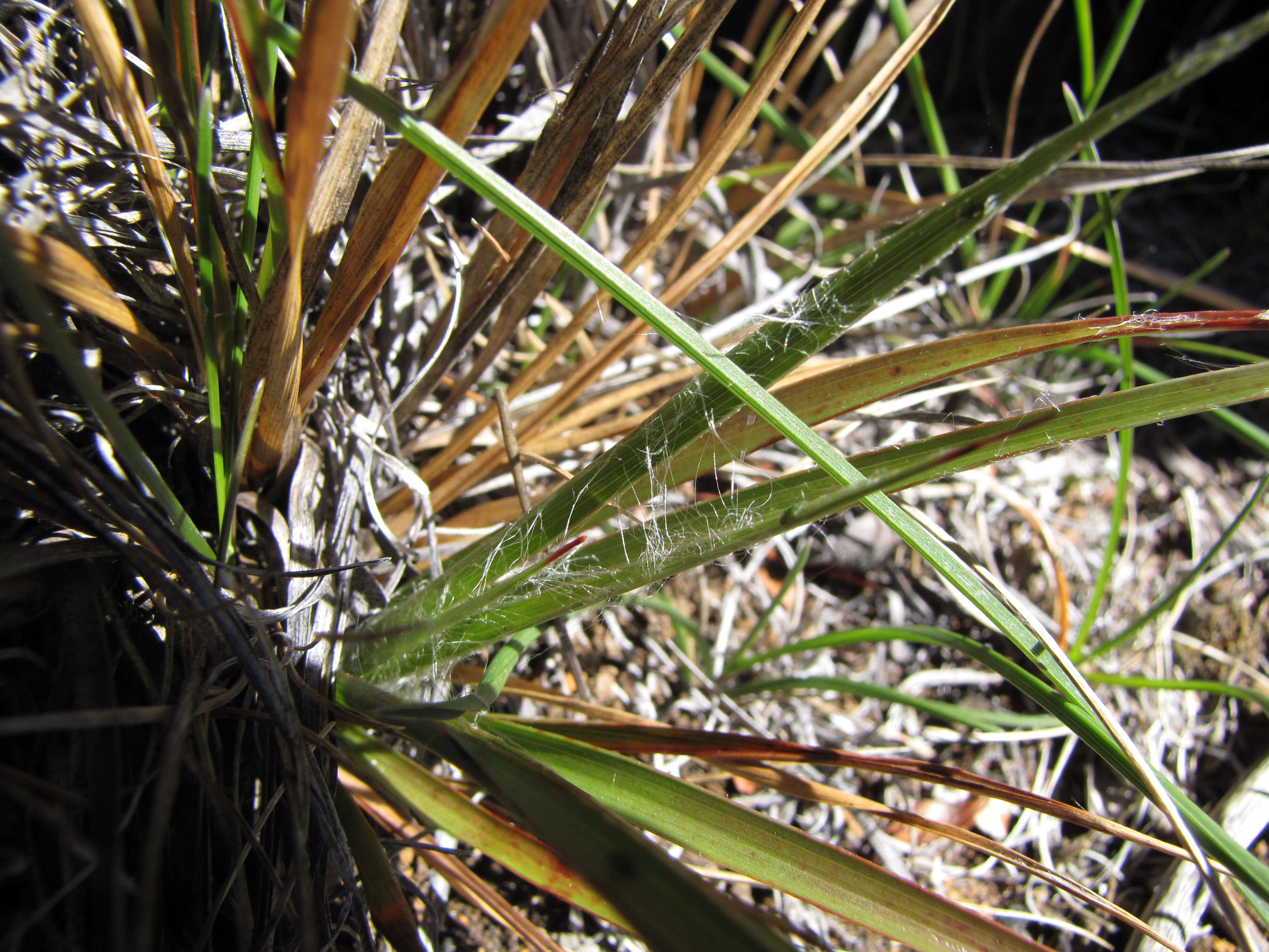 Image of Hawai'i woodrush