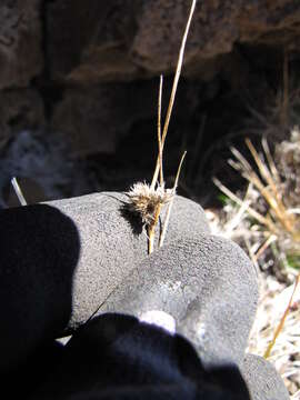 Image de Luzula hawaiiensis Buch.