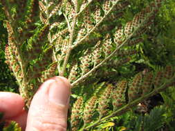 Image of iron fern