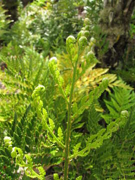 Image of iron fern