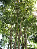 Image of Amboyna Wood