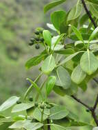 Image of forest wild coffee