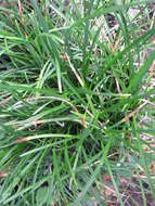 Image of Mondo Grass