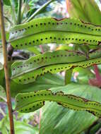 Image of giant swordfern