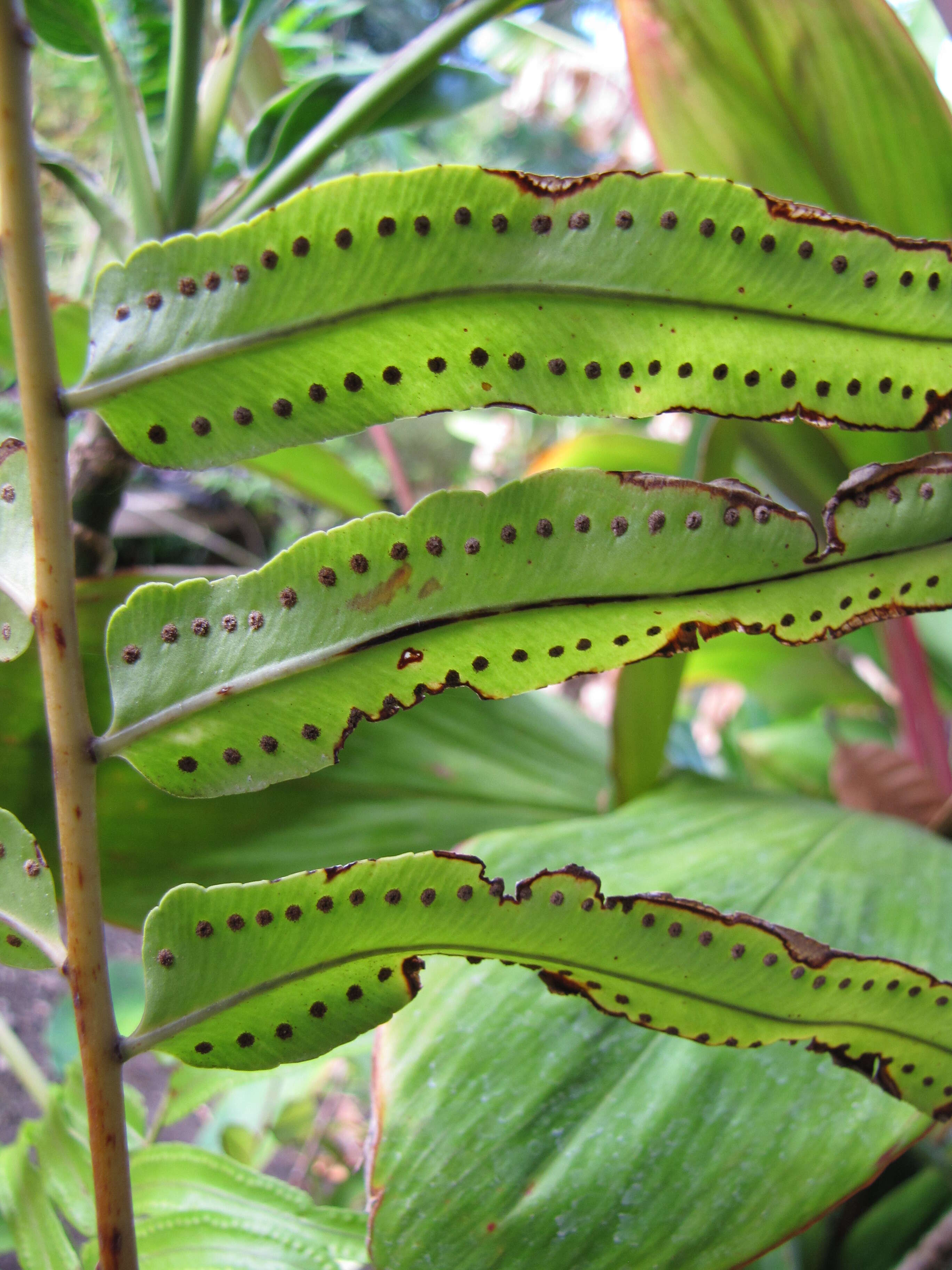 Image of giant swordfern