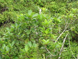 Image of Hawai'i holly