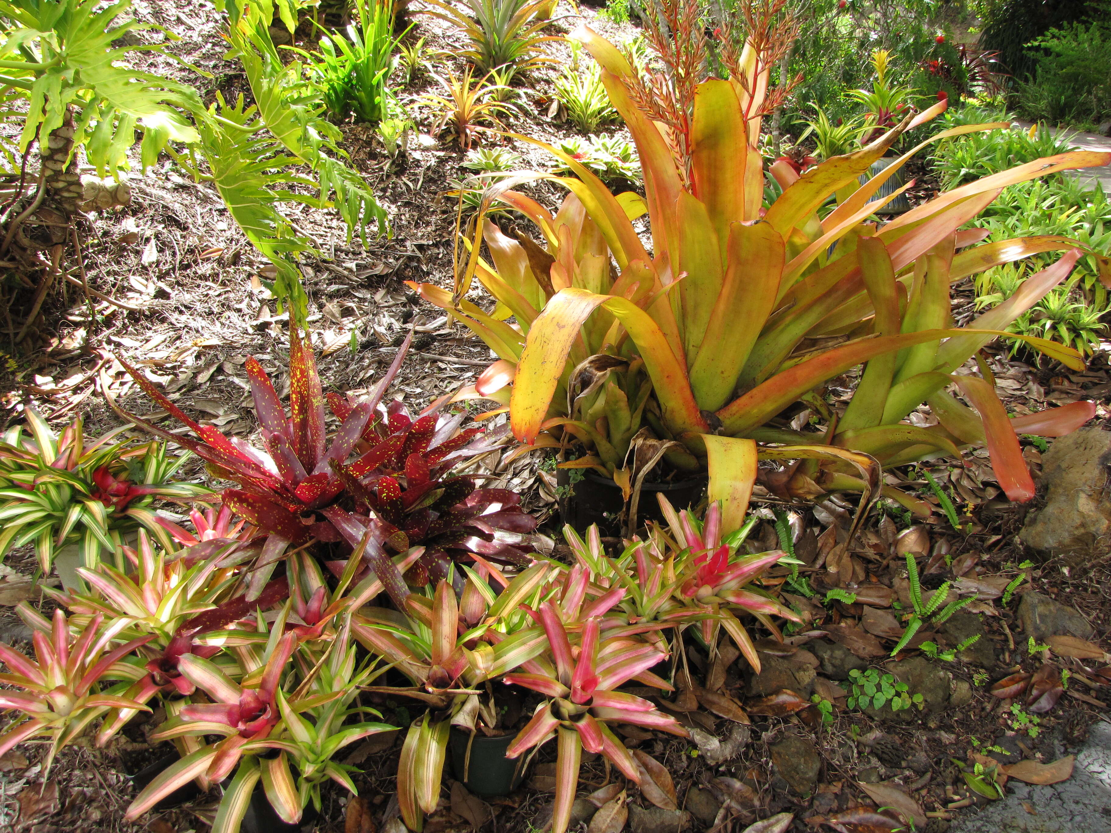 Image of Bromeliad