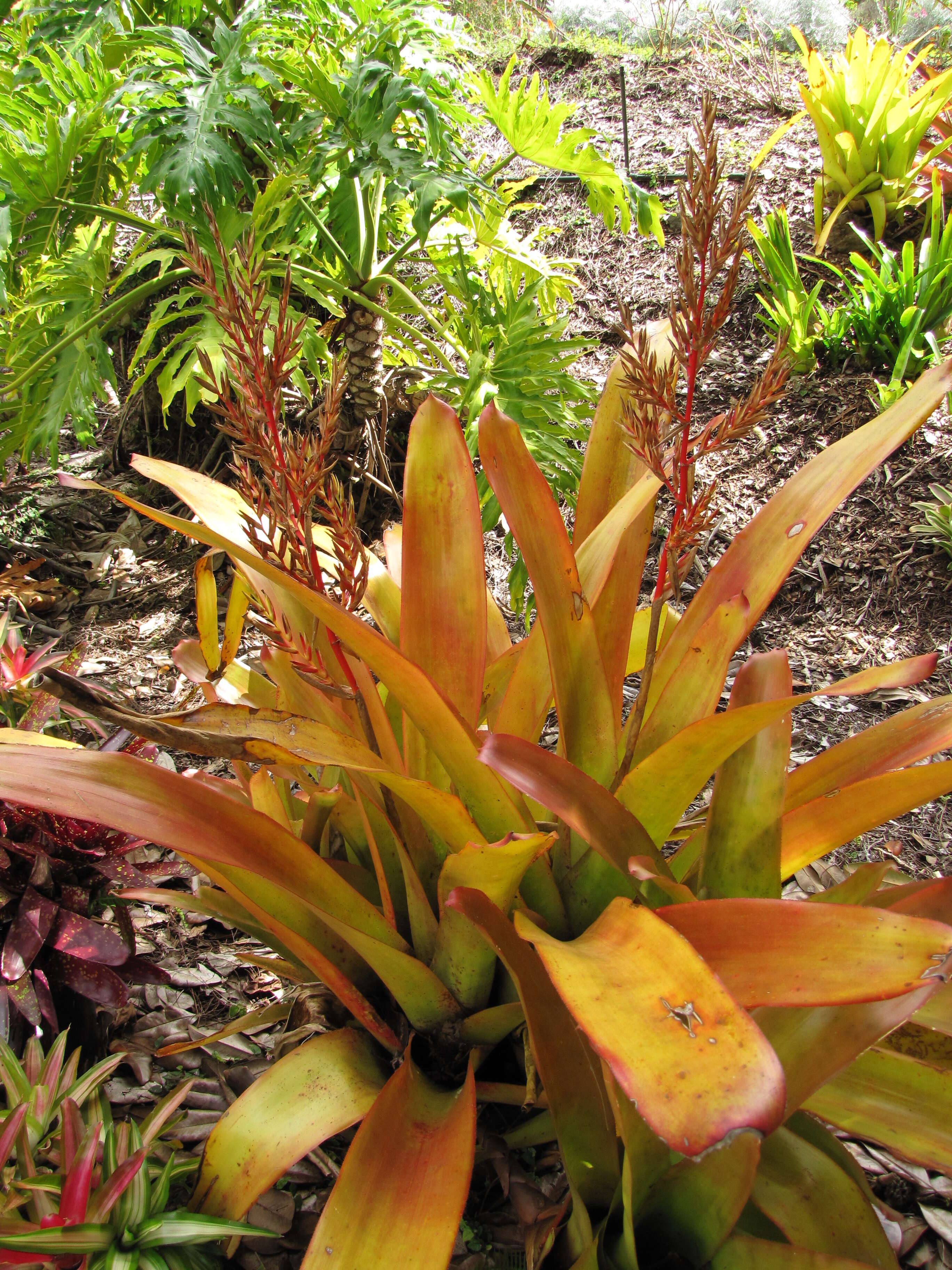 Image of Bromeliad