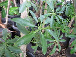 Image of Dwarf Umbrella Tree