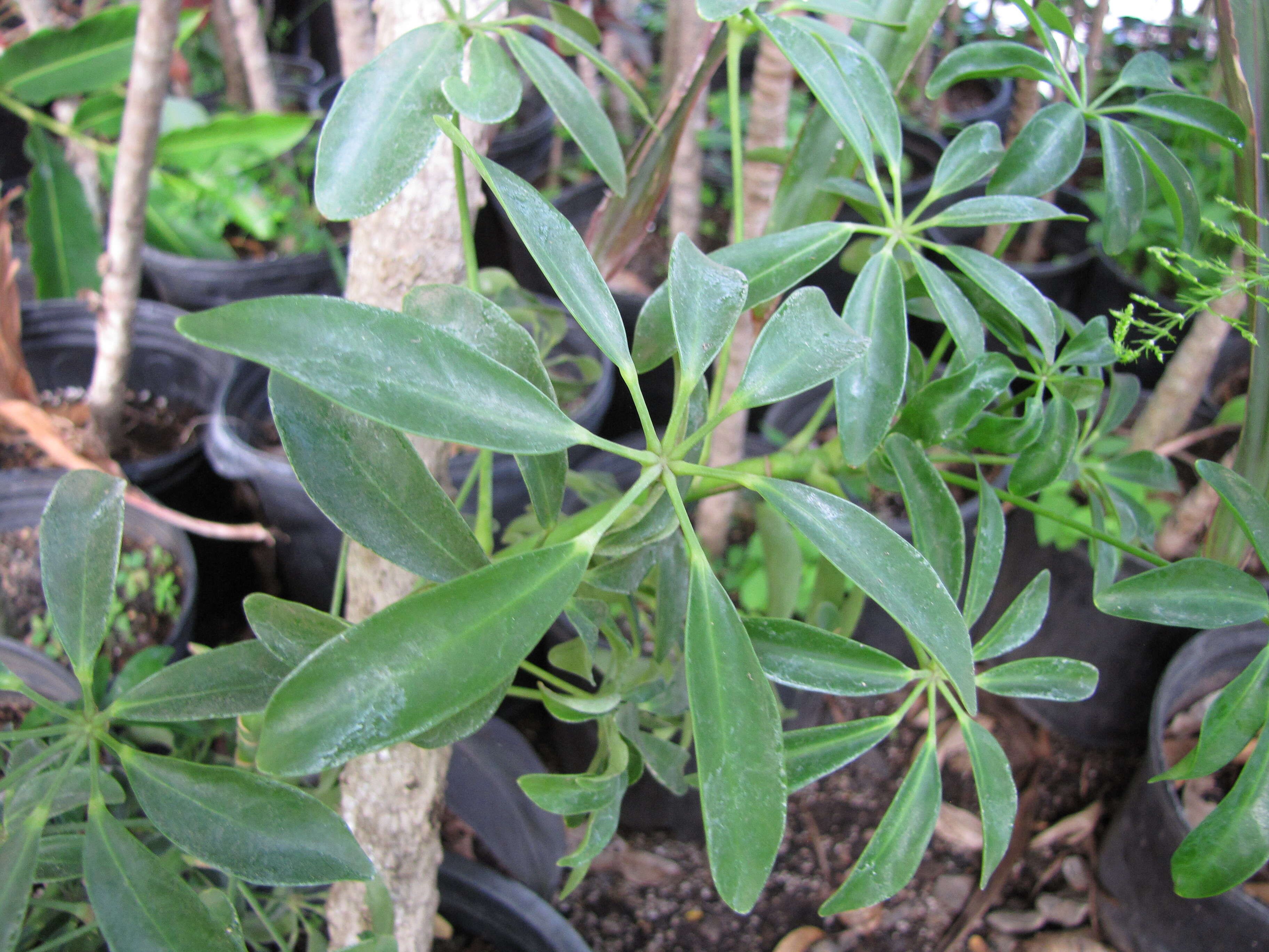 Image of Dwarf Umbrella Tree