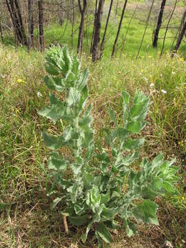 Image of telegraphweed