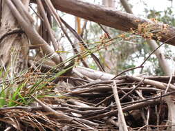 Image of Hawai'i woodrush