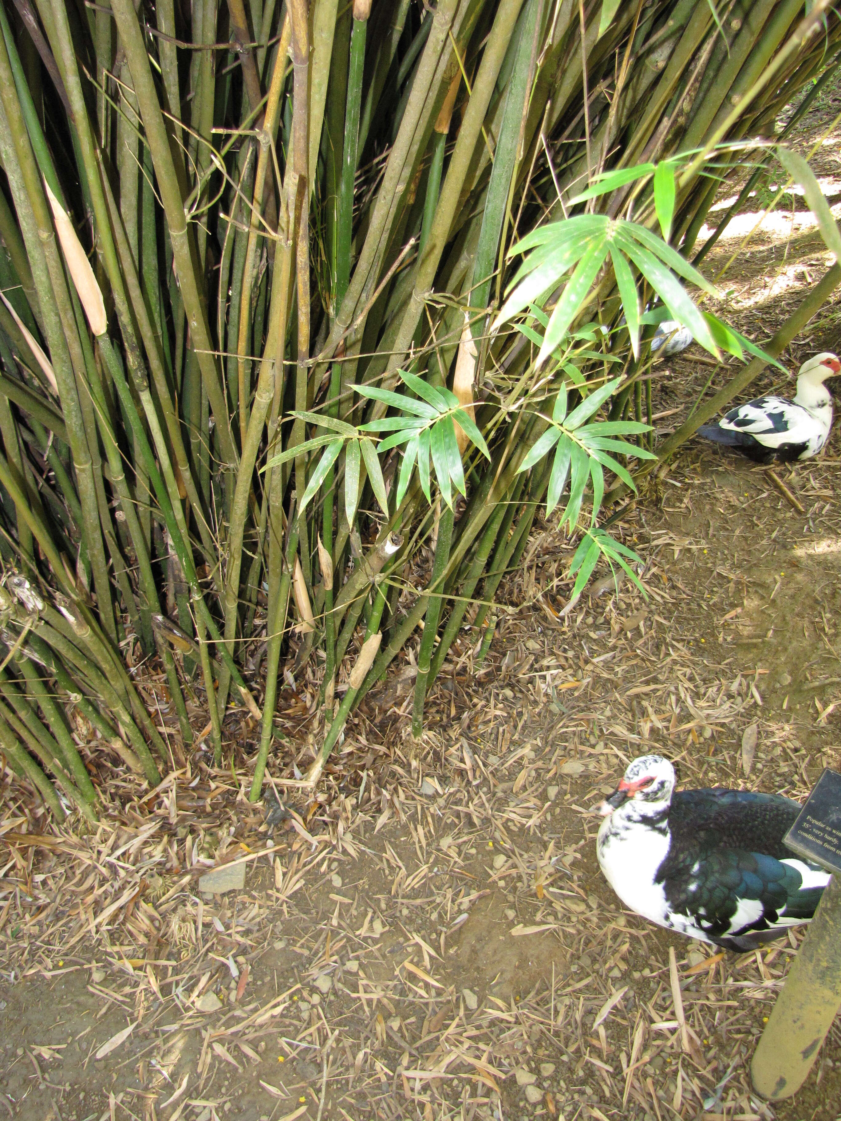 Image of hedge bamboo