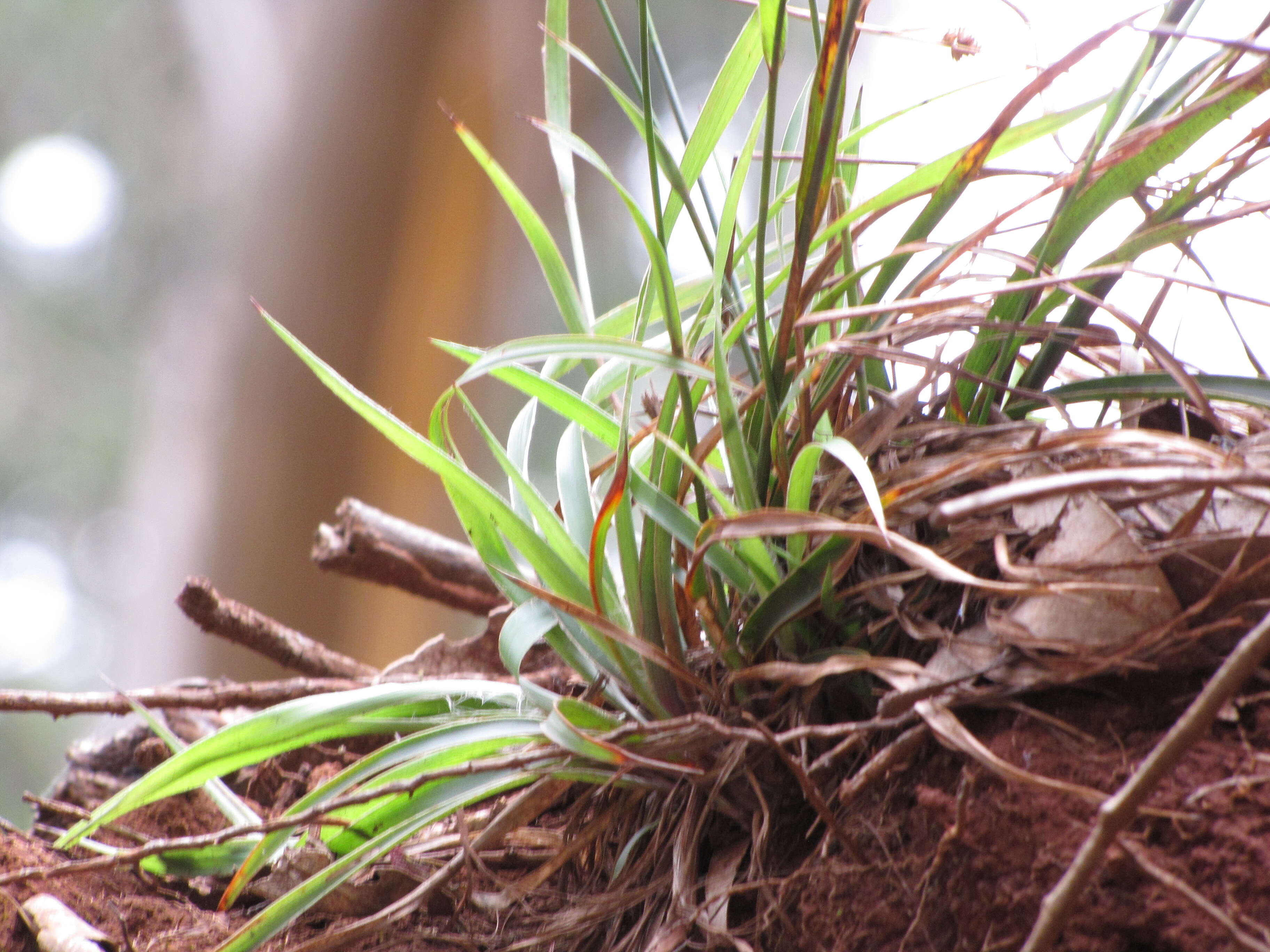 Image of Hawai'i woodrush