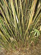 Image of hedge bamboo