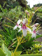 Pseuderanthemum maculatum (Lodd.) I. M. Turner resmi