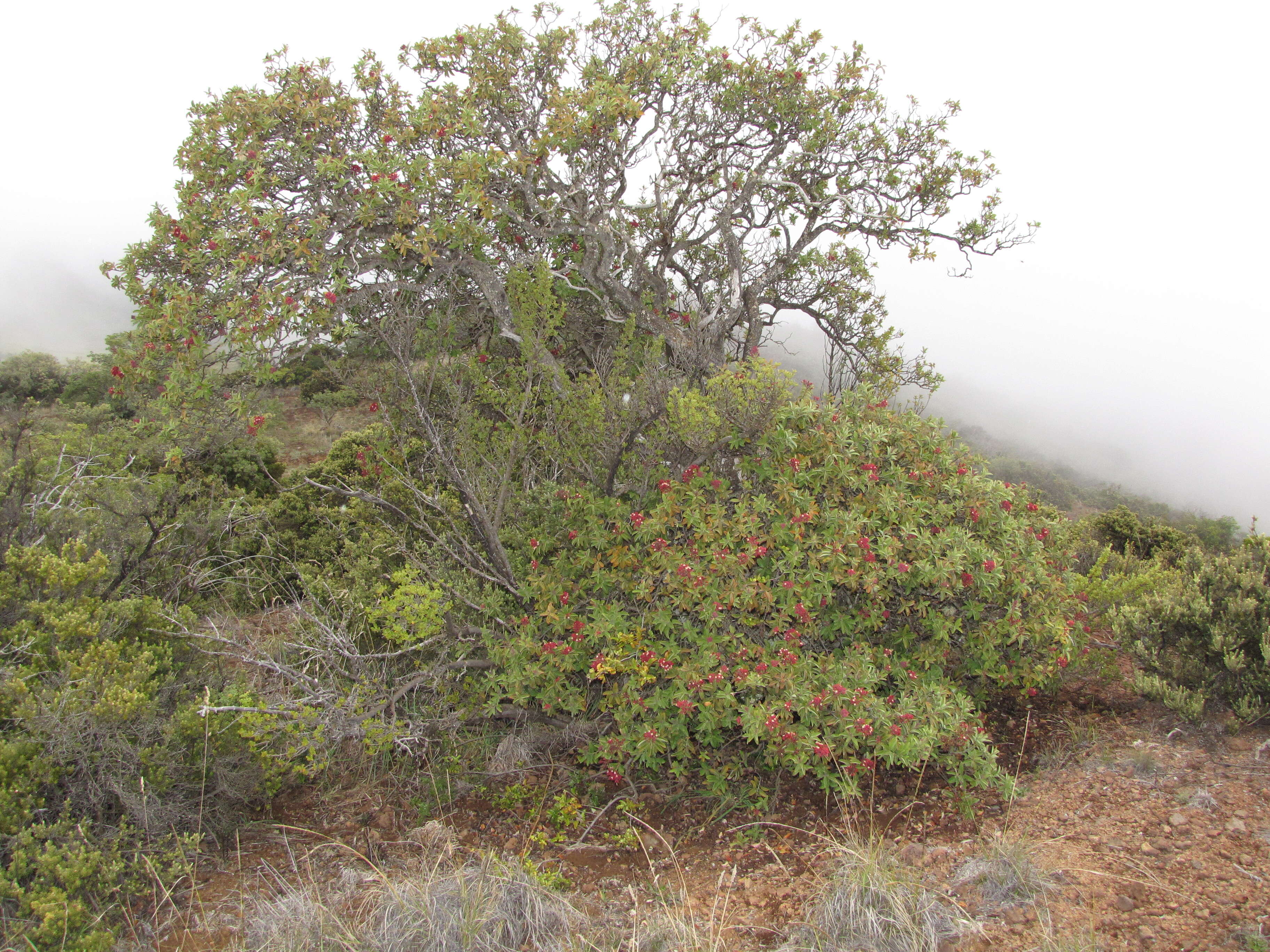 Image of Haleakala sandalwood