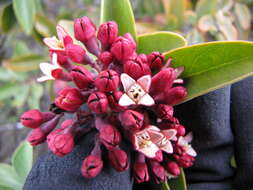 Image of Haleakala sandalwood