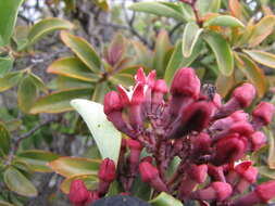 Image of Haleakala sandalwood