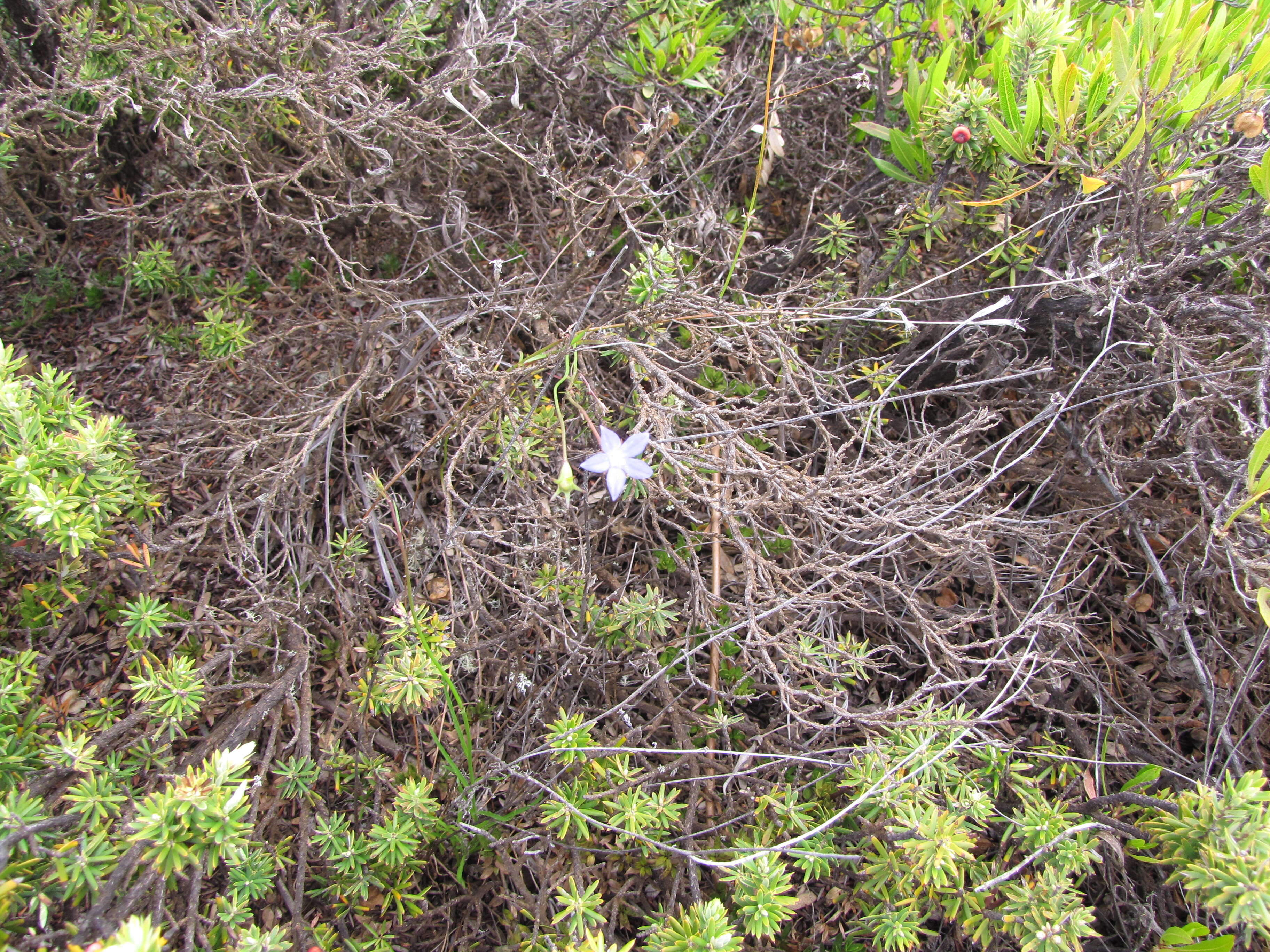 صورة Wahlenbergia gracilis (G. Forst.) A. DC.