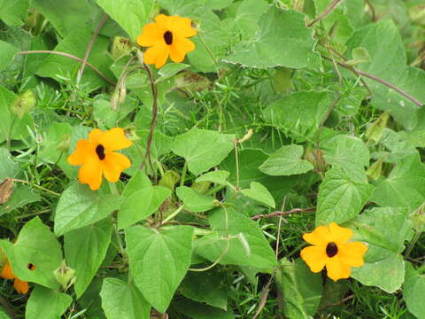 Image of blackeyed Susan vine