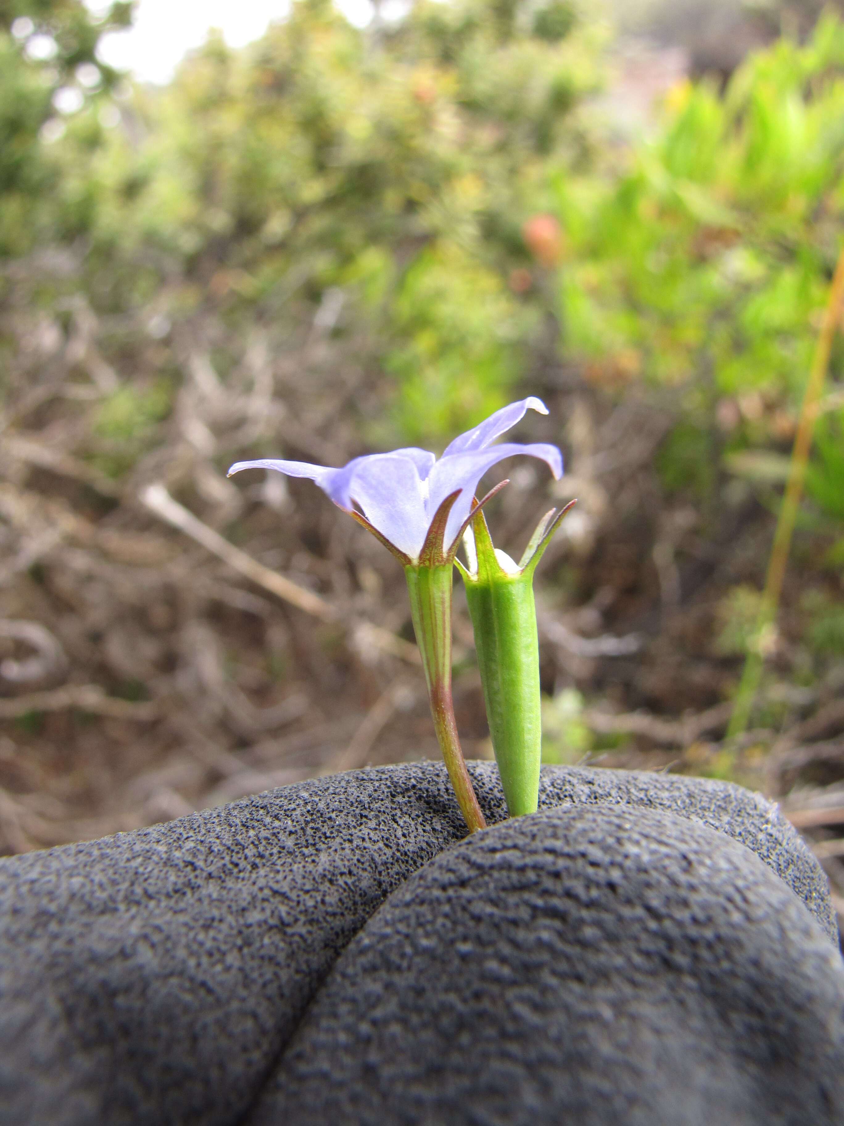 صورة Wahlenbergia gracilis (G. Forst.) A. DC.