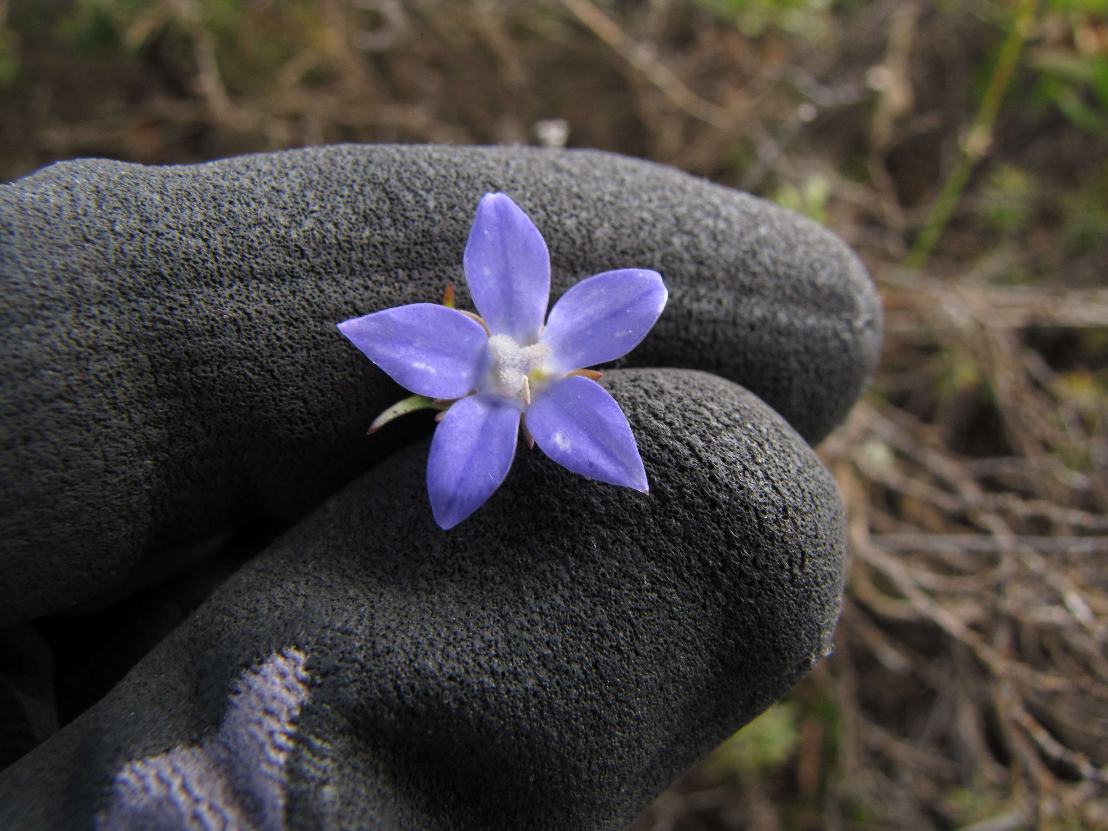 صورة Wahlenbergia gracilis (G. Forst.) A. DC.