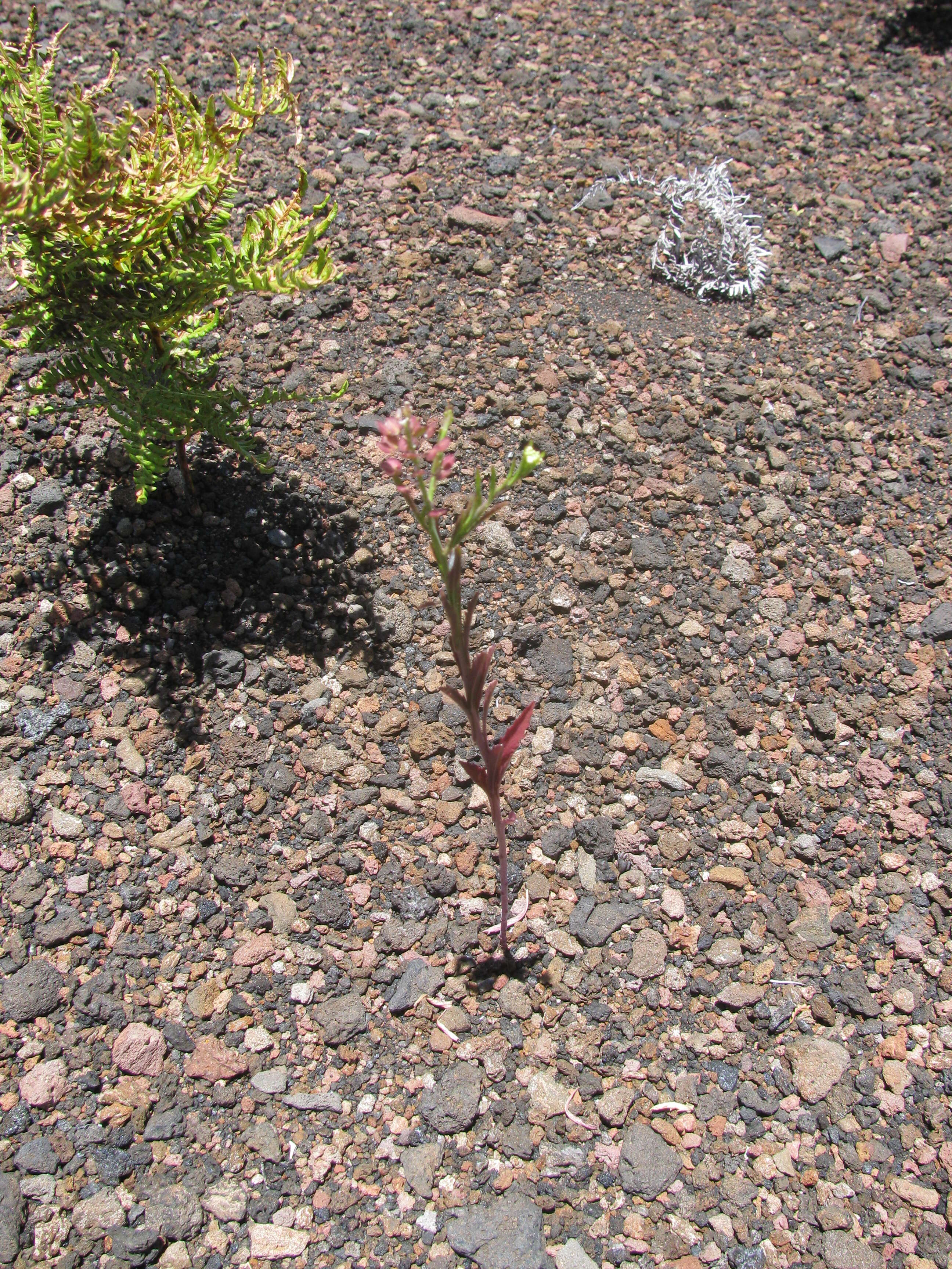 Image of Virginia pepperweed