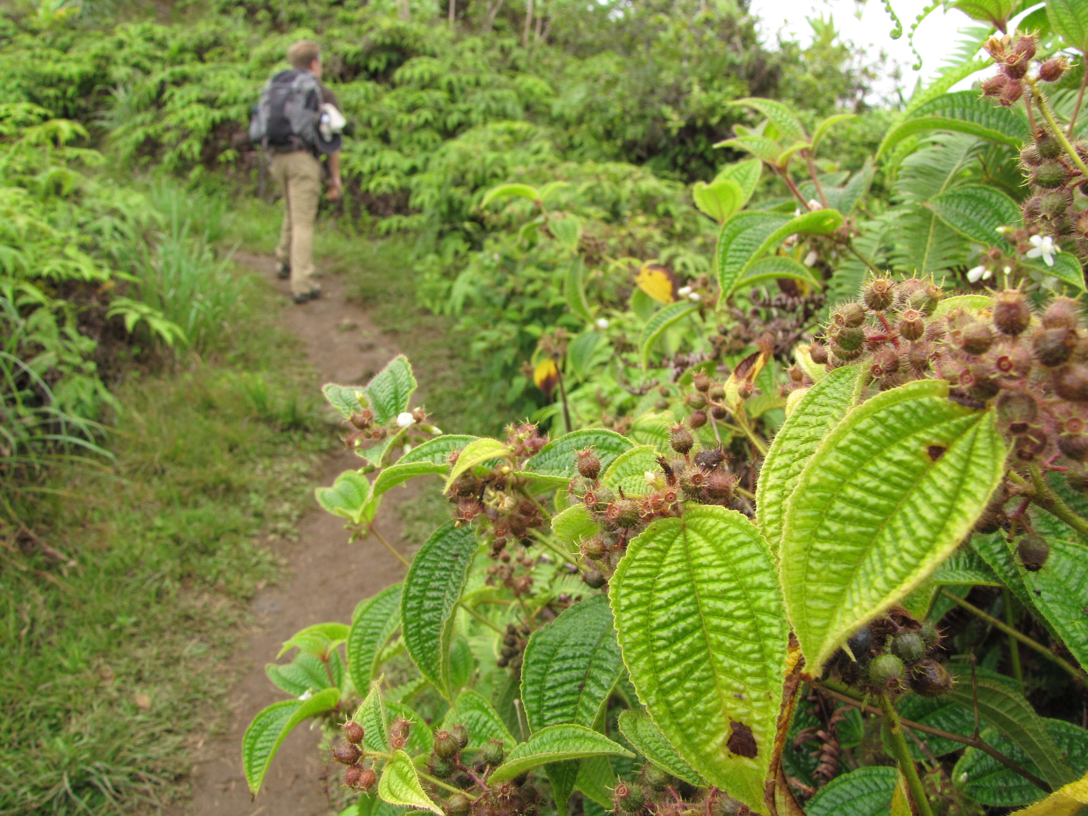 Image of soapbush