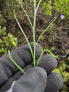 صورة Wahlenbergia gracilis (G. Forst.) A. DC.