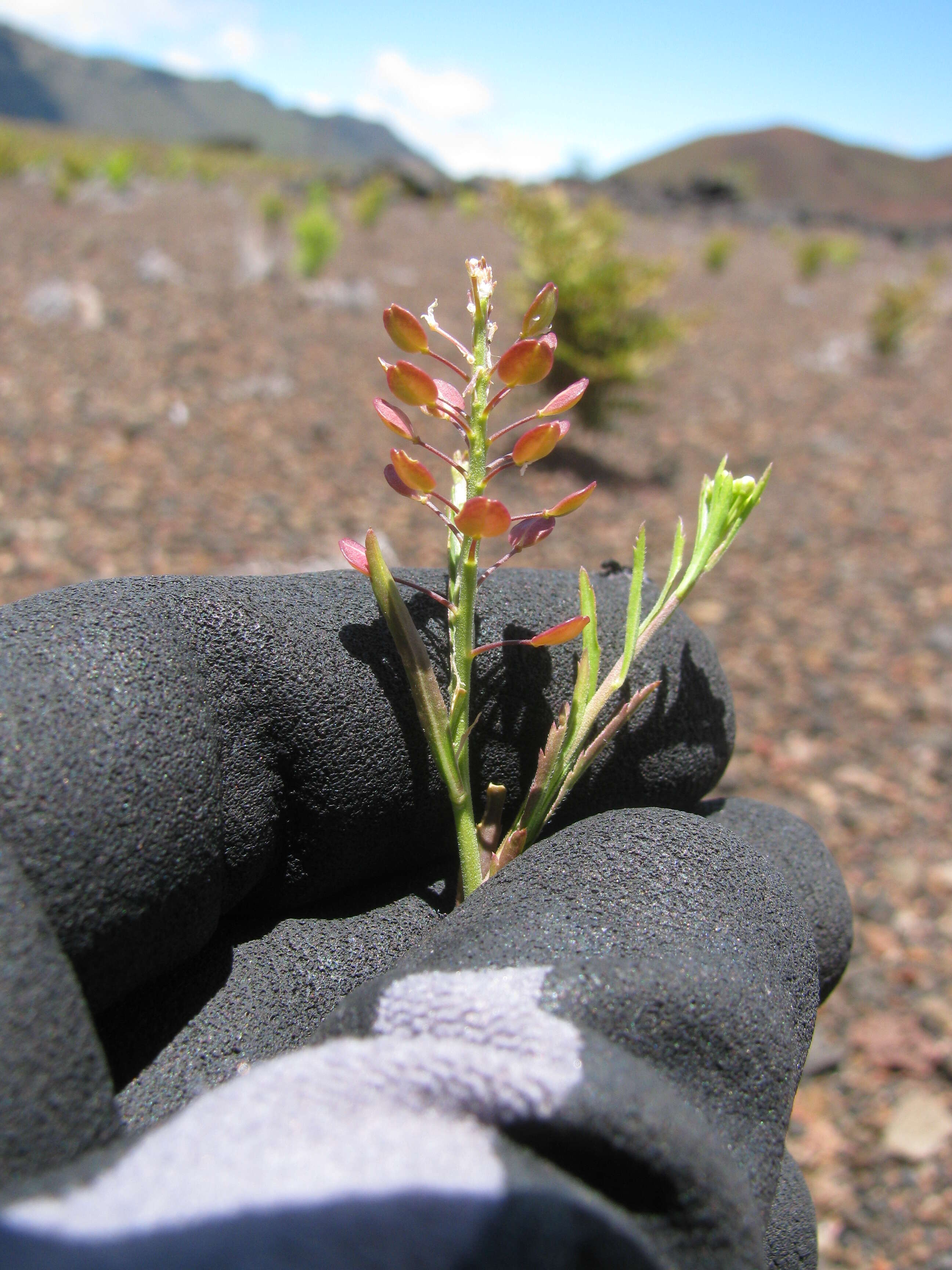 Image of Virginia pepperweed