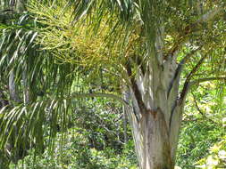 Image of Dypsis madagascariensis (Becc.) Beentje & J. Dransf.