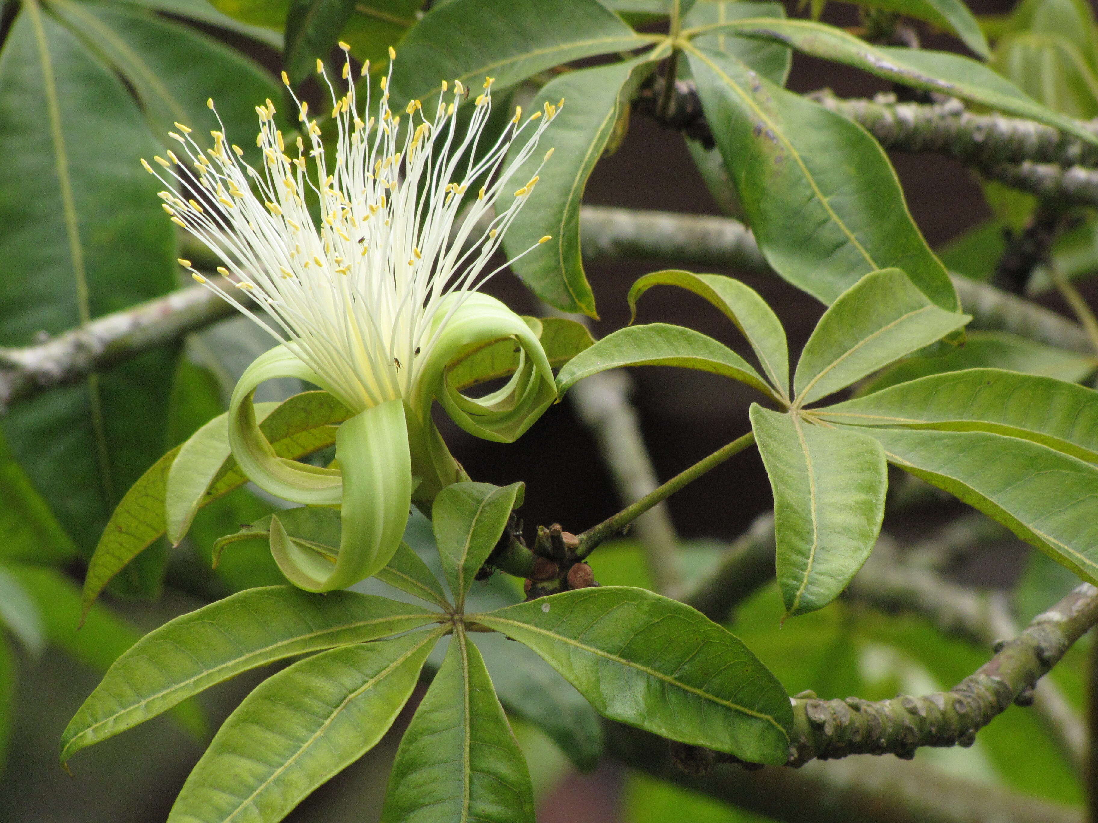 Image of Guiana-chestnut