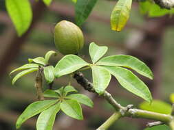 Image of Guiana-chestnut