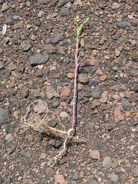 Image of Virginia pepperweed