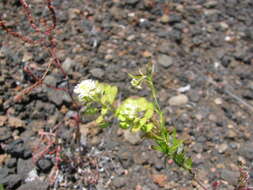 Image of Virginia pepperweed