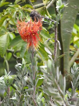 Image of Rocket pincushion