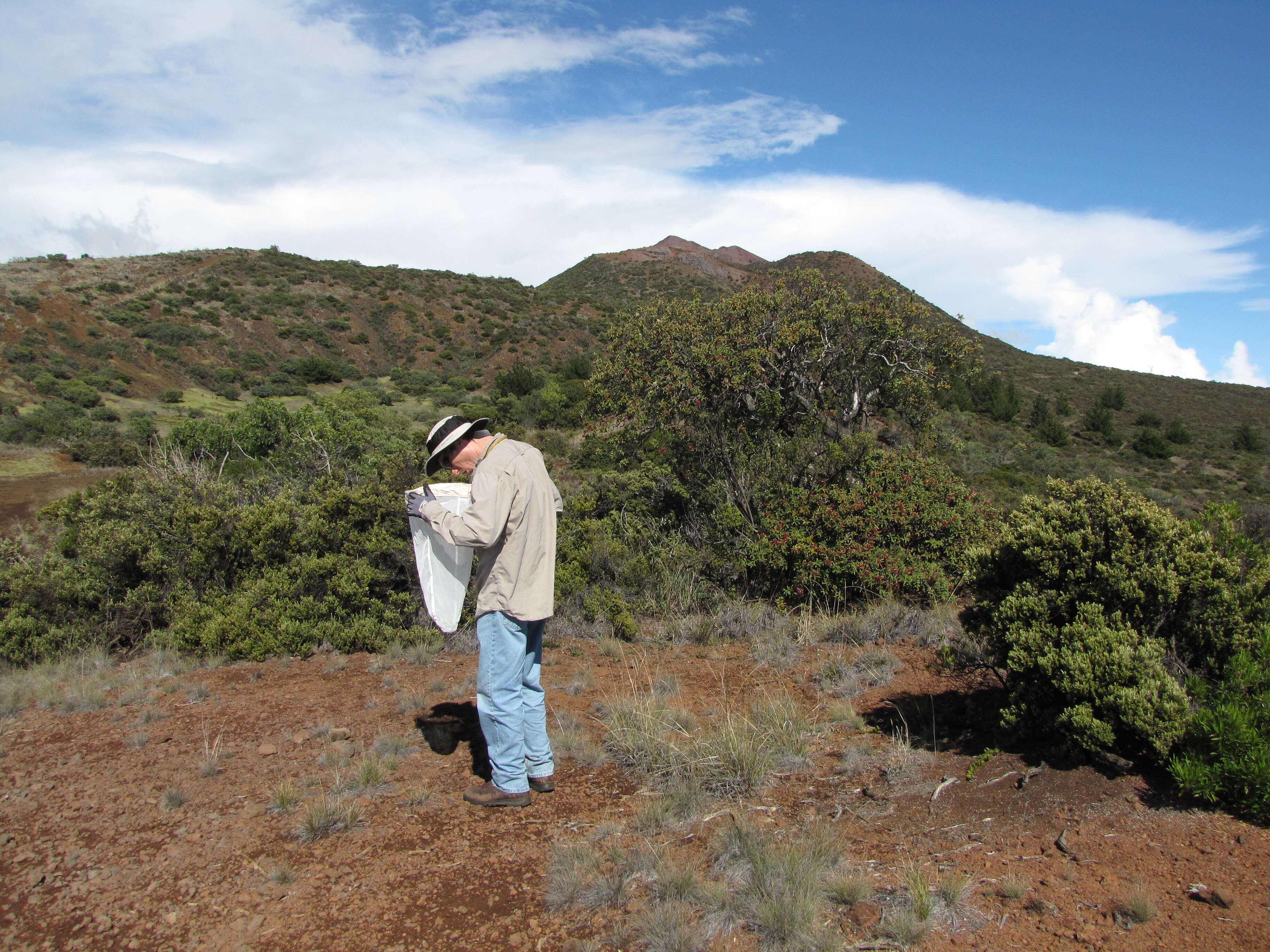 Image of Haleakala sandalwood