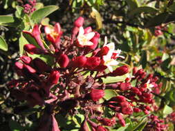 Image of Haleakala sandalwood