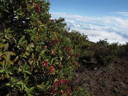 Image of Haleakala sandalwood