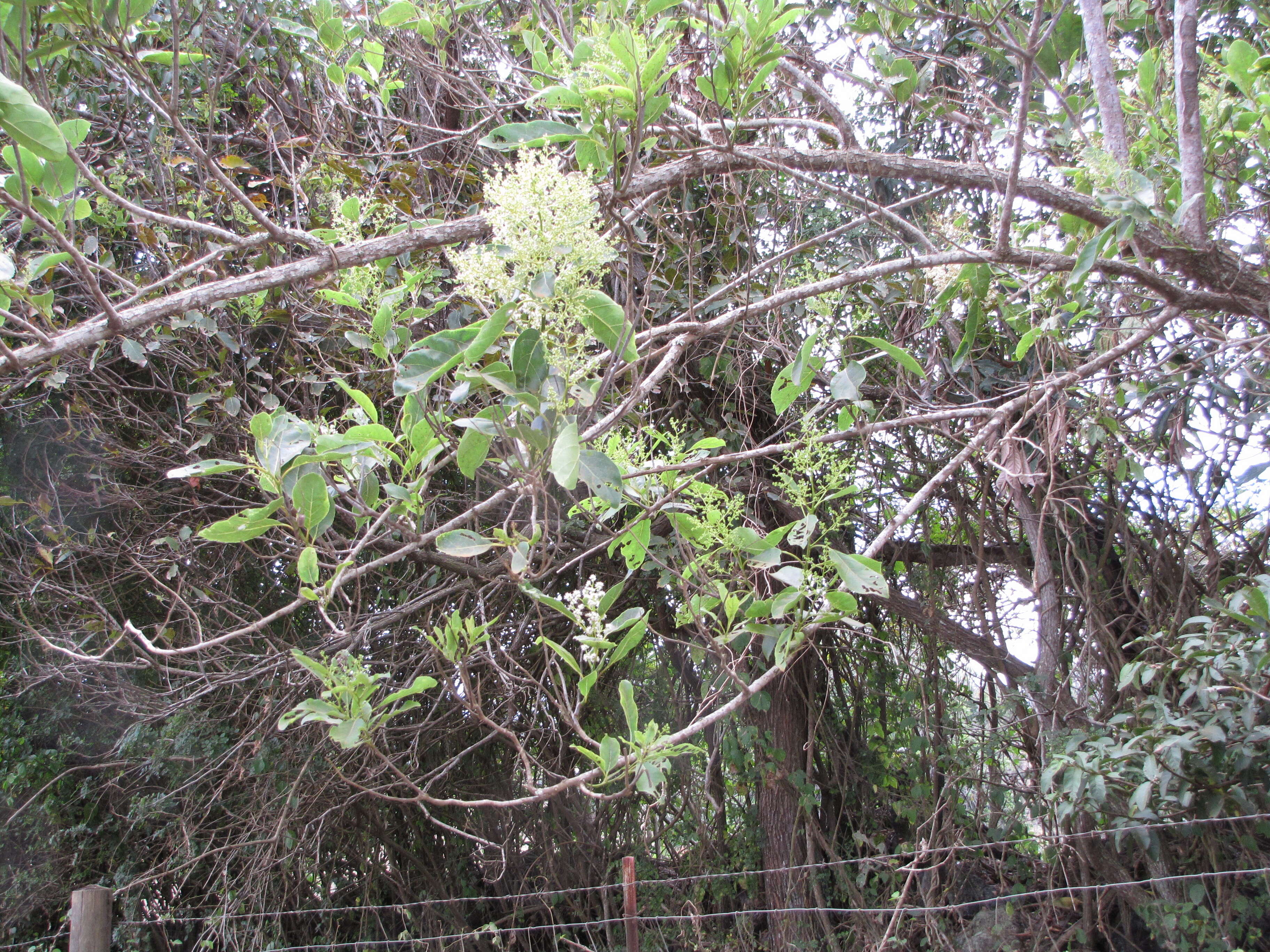 Plancia ëd Ehretia acuminata (DC.) R. Br.