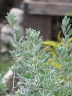 Image of Texas barometer bush