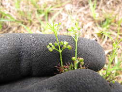 Image of marsh parsley