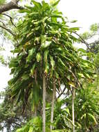 Image of fragrant dracaena