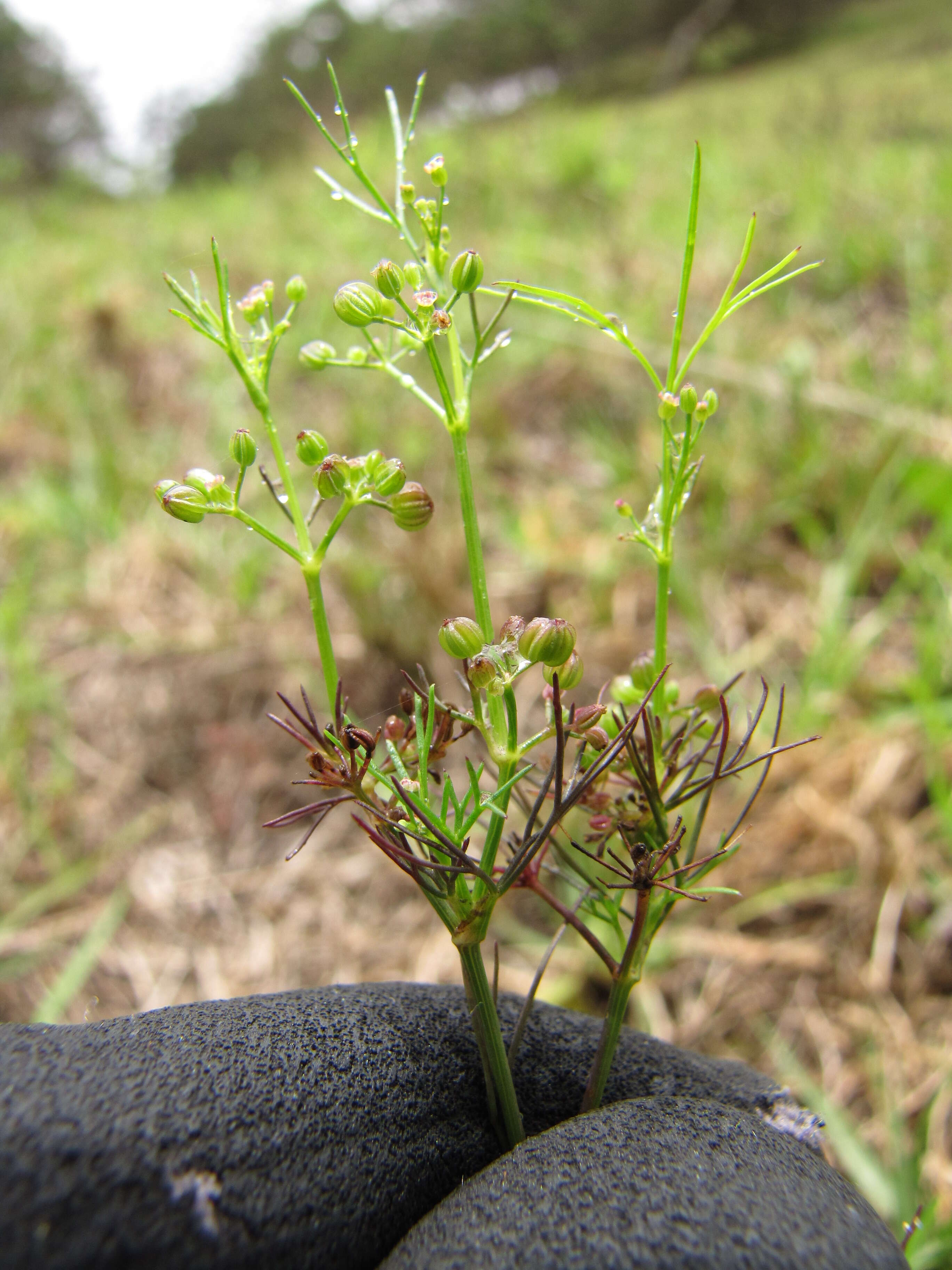 Image of marsh parsley